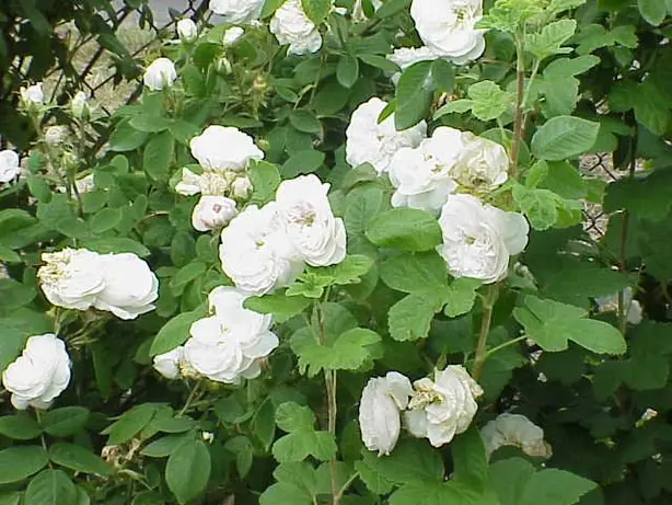 Cook Snap von kochcode-team