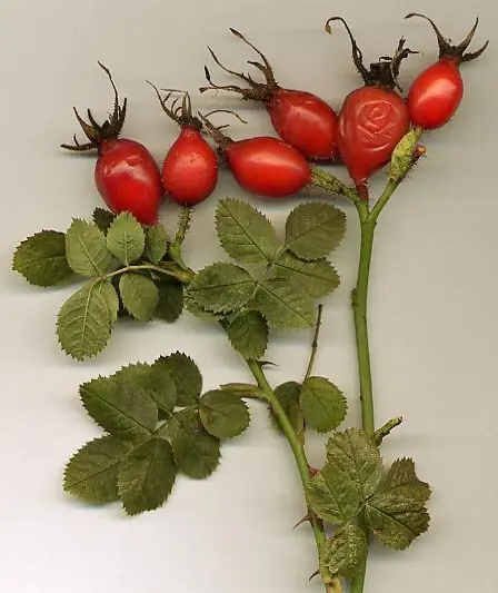 Foto von Schweizer Buttenmost Hagebuttenmus – fertig angerichtet