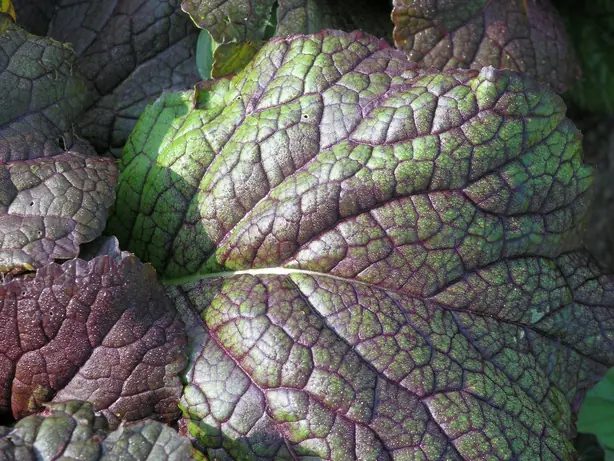 Cook Snap von kochcode-team