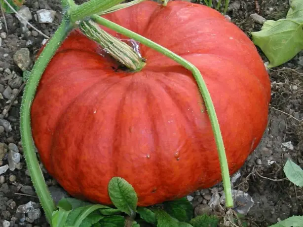Rouge vif d'Étampes-Cucurbita maxima-01 – Foto: Unbekannt (CC BY-SA 3.0)