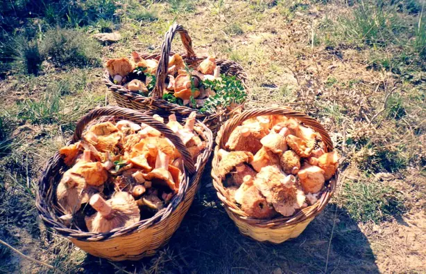 Cook Snap von kochcode-team