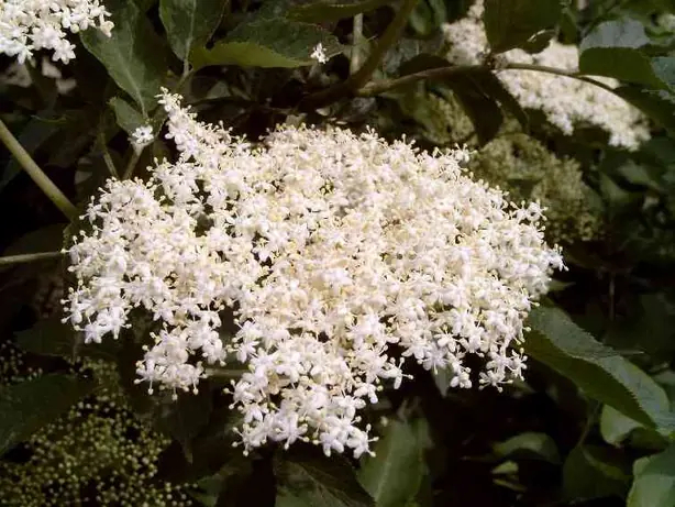 Foto von Holunderblütensirup – fertig angerichtet