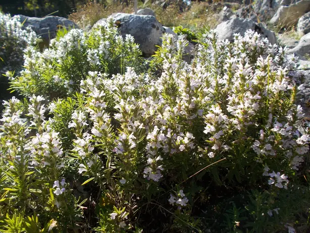 Cook Snap von kochcode-team