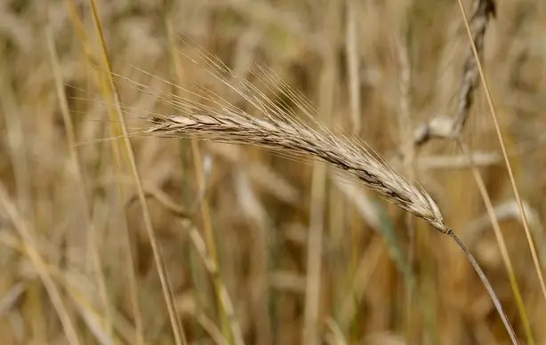 Foto von Walliser Roggenbrot AOP – fertig angerichtet