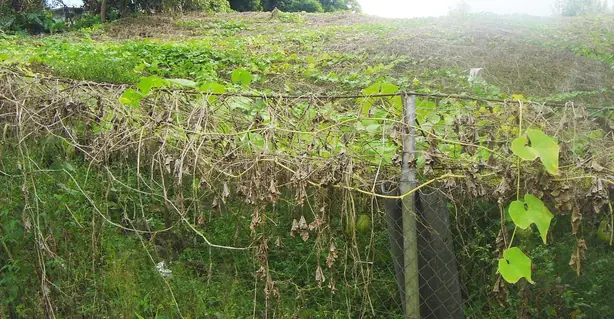 Cook Snap von kochcode-team