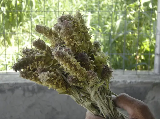 Cook Snap von kochcode-team