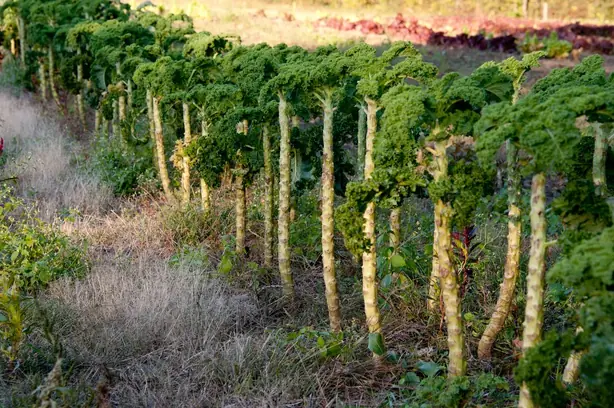 Cook Snap von kochcode-team