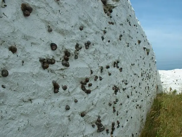 Cook Snap von kochcode-team