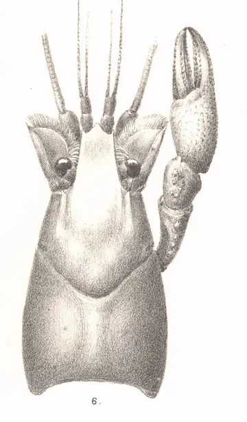 Wikipedia-Bild - FMIB_53493_Cambarus_Montezumae,_var_trideus_Von_Mart_Female_Mexico.jpeg - Foto: Walter Faxon - PUBLIC DOMAIN