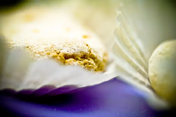 Foto von Ricciarelli di Siena – Toskanisches Mandelgebäck – fertig angerichtet