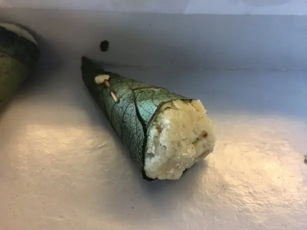 Foto von Singori – fertig angerichtet