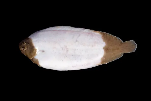 Cook Snap von kochcode-team