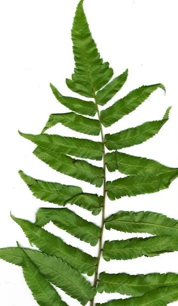 Cook Snap von kochcode-team