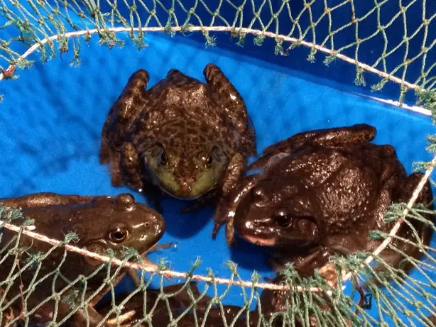 Supermarktfrosch – Foto: J. Patrick Fischer (CC BY-SA 3.0)