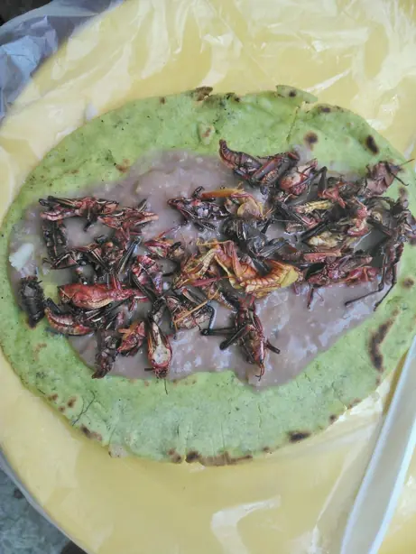 Cook Snap von kochcode-team