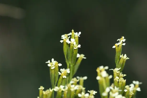 Cook Snap von kochcode-team