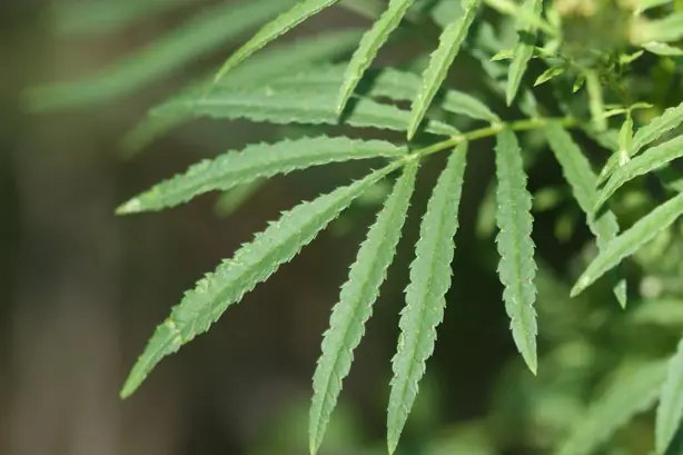 Foto von Peruanische Ocopa mit Huacatay – fertig angerichtet