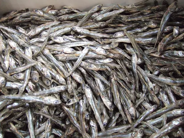 Tatsukuri Engraulis japonica – Foto: Sakurai Midori (CC BY-SA 3.0)