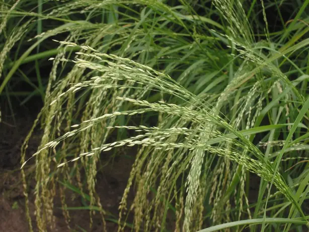 Cook Snap von kochcode-team