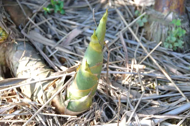 Cook Snap von kochcode-team