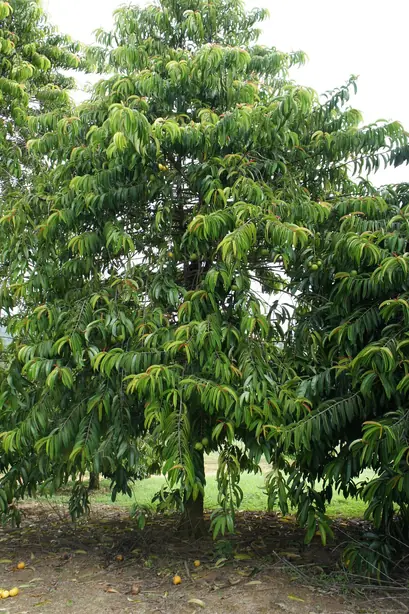 Cook Snap von kochcode-team