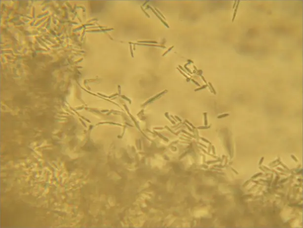 Cook Snap von kochcode-team