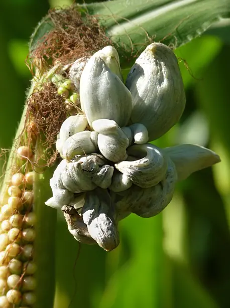 Cook Snap von kochcode-team