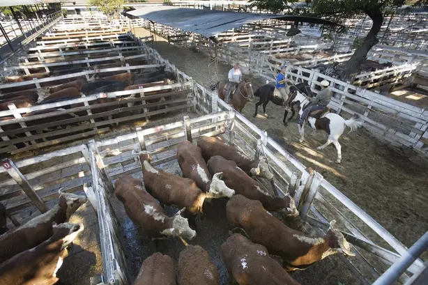 Cook Snap von kochcode-team