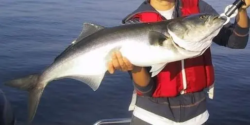 Cook Snap von kochcode-team