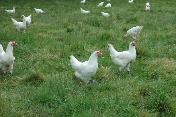 Cook Snap von kochcode-team