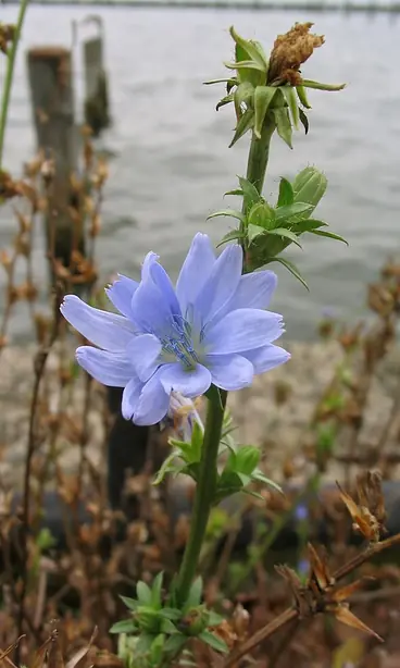 Cook Snap von kochcode-team