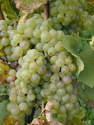 Cook Snap von kochcode-team