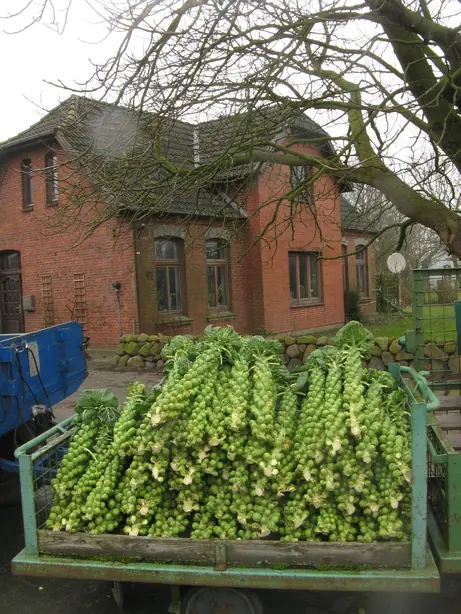 Wesselburenerkoog rosenkohlwagen – Foto: Dirk Ingo Franke (CC BY-SA 2.0 DE)