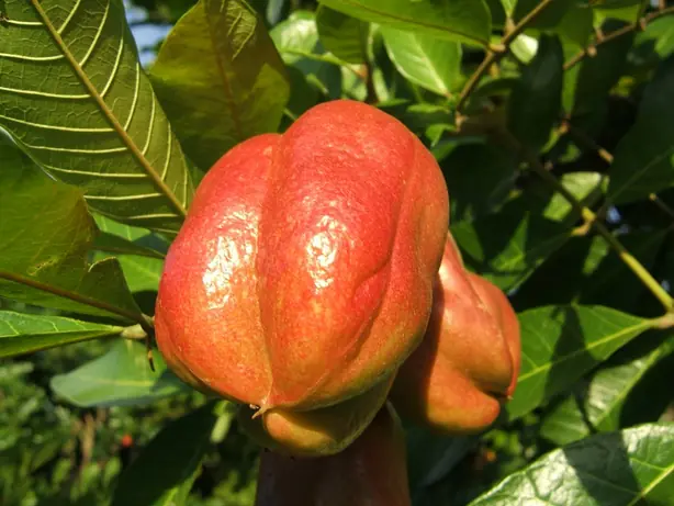 Cook Snap von kochcode-team