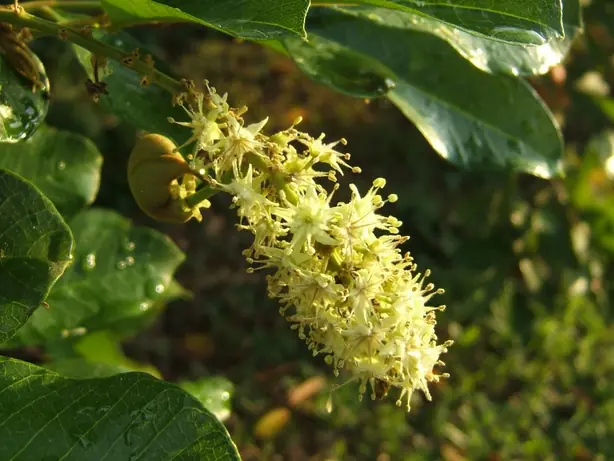 Cook Snap von kochcode-team