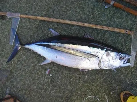 Cook Snap von kochcode-team