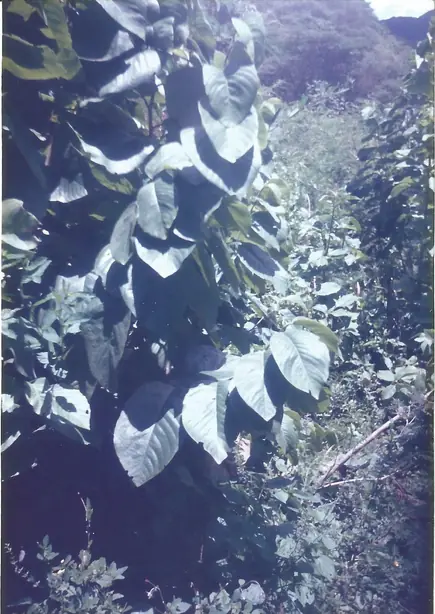 Cook Snap von kochcode-team