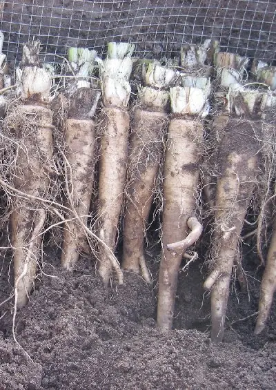 Foto von Belgischer Endivien-Salat mit Zitronendressing – fertig angerichtet