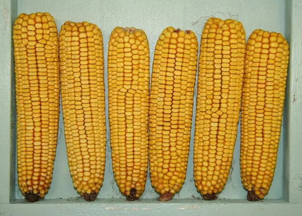 Cook Snap von kochcode-team