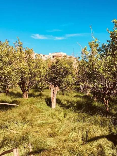 Cook Snap von kochcode-team